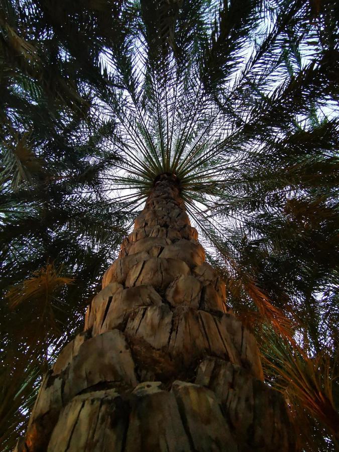 Alberi Lodge Hatta Bagian luar foto
